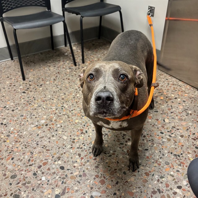 Shelter Stray Female Dog last seen ORA VISTA / VILLA NUEVA, 5501 E Van Buren St, Phoenix, AZ 85008, USA