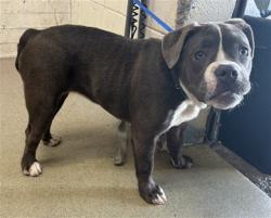 Shelter Stray Female Dog last seen 8TH AND ARROWHEAD, 333 Chandler Pl, San Bernardino, CA 92408, USA