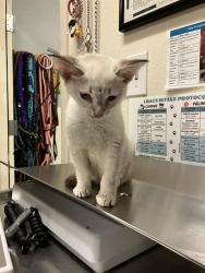 Shelter Stray Female Cat last seen Near BLOCK BLCK E NEW YORK ST, LONG BEACH, CA 90813, 7700 E Spring St, Long Beach, CA 90815, USA