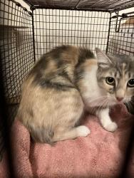 Shelter Stray Female Cat last seen Near BLOCK KALLIN AVE, LONG BEACH A, 7700 E Spring St, Long Beach, CA 90815, USA