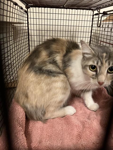 Shelter Stray Female Cat last seen Near BLOCK KALLIN AVE, LONG BEACH A, 7700 E Spring St, Long Beach, CA 90815, USA