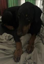 Shelter Stray Male Dog last seen Near BLOCK BLACKBURN ST, BAKERSFIELD CA 93307, 3951 Fruitvale Ave, Bakersfield, CA 93308, USA