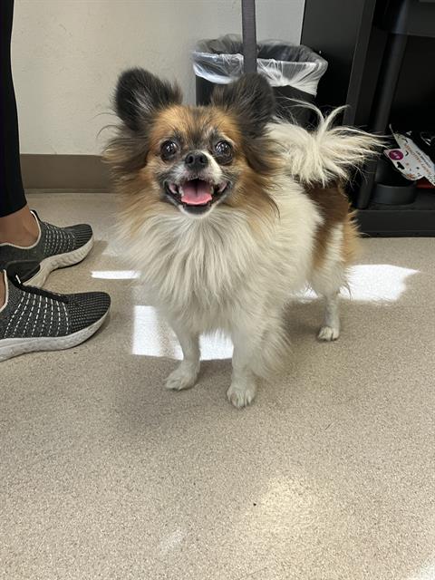 Shelter Stray Male Dog last seen Near BLOCK BLCK E WILLOW ST, LONG BEACH, CA 90815, 7700 E Spring St, Long Beach, CA 90815, USA