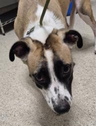 Shelter Stray Female Dog last seen Near BLOCK NORRIS RD, BAKERSFIELD CA 93308, 3951 Fruitvale Ave, Bakersfield, CA 93308, USA
