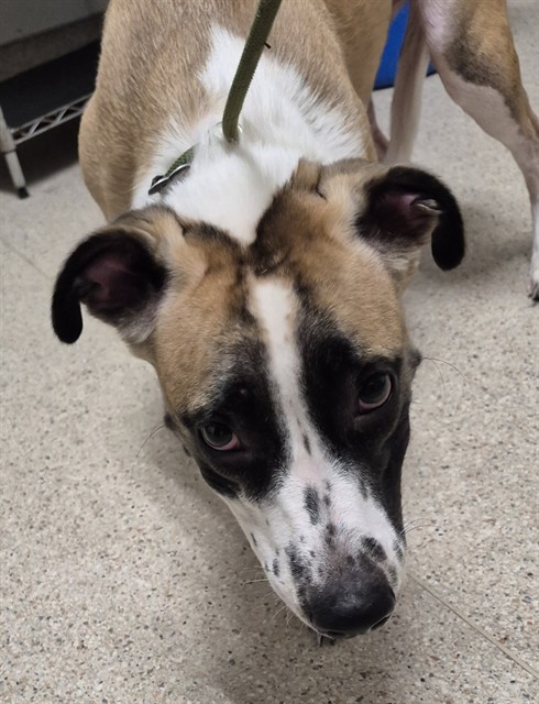 Shelter Stray Female Dog last seen Near BLOCK NORRIS RD, BAKERSFIELD CA 93308, 3951 Fruitvale Ave, Bakersfield, CA 93308, USA