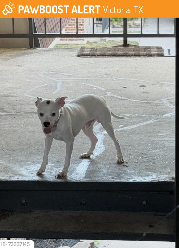 Found/Stray Male Dog last seen Elevation apmts, Victoria, TX 77901