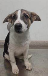 Shelter Stray Female Dog last seen Near BLOCK KELLY ST, MOJAVE CA 93501, 3951 Fruitvale Ave, Bakersfield, CA 93308, USA