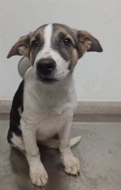 Shelter Stray Female Dog last seen Near BLOCK KELLY ST, MOJAVE CA 93501, 3951 Fruitvale Ave, Bakersfield, CA 93308, USA