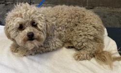 Shelter Stray Female Dog last seen , 600 Aviation Dr, Camarillo, CA 93010, USA