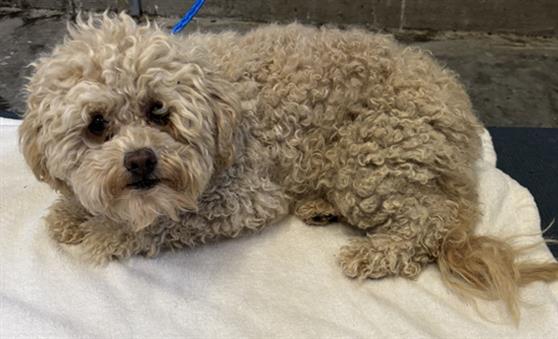 Shelter Stray Female Dog last seen , 600 Aviation Dr, Camarillo, CA 93010, USA