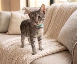 Shelter Stray Male Cat last seen , 957 N Gaffey St, San Pedro, CA 90731, USA