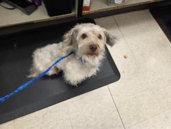 Shelter Stray Male Dog last seen Near BLOCK S 378TH ST, FEDERAL WAY WA 98003, 21615 64th Ave S, Kent, WA 98032, USA