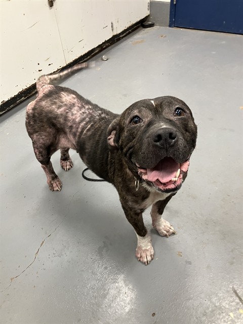 Shelter Stray Female Dog last seen CONFISCATED ON LONDON, 2600 NE Perry Ave, Peoria, IL 61603, USA
