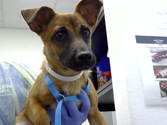 Shelter Stray Female Dog last seen GLENROSA AVE AND 51ST AVE, 1920 S Lewis, Mesa, AZ 85210, USA