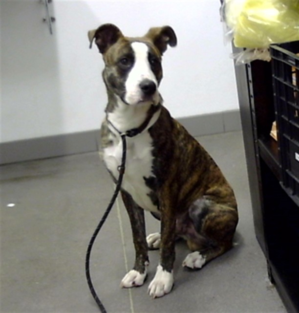 Shelter Stray Male Dog last seen BROADWAY RD AND VAL VISTA DR, 1920 S Lewis, Mesa, AZ 85210, USA