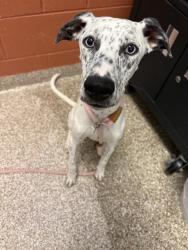 Shelter Stray Female Dog last seen Near BLOCK 64TH LN, FOWLER CO 81039, 4600 Eagleridge Pl, Pueblo, CO 81008, USA