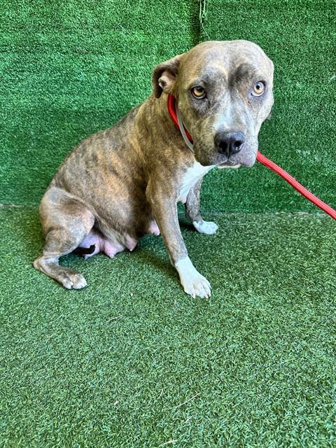 Shelter Stray Female Dog last seen , 5210 W Ave I, Lancaster, CA 93536, USA