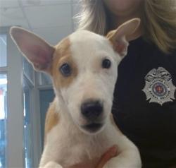 Shelter Stray Female Dog last seen LAKE HEFNER TRAILS, OKC, 2811 SE 29th St, Oklahoma City, OK 73129, USA