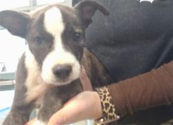 Shelter Stray Female Dog last seen LAKE HEFNER TRAILS, OKC, 2811 SE 29th St, Oklahoma City, OK 73129, USA