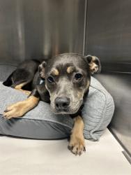 Shelter Stray Female Dog last seen Near BLOCK NW 75TH ST, 3599 NW 79th Ave, Doral, FL 33122, USA