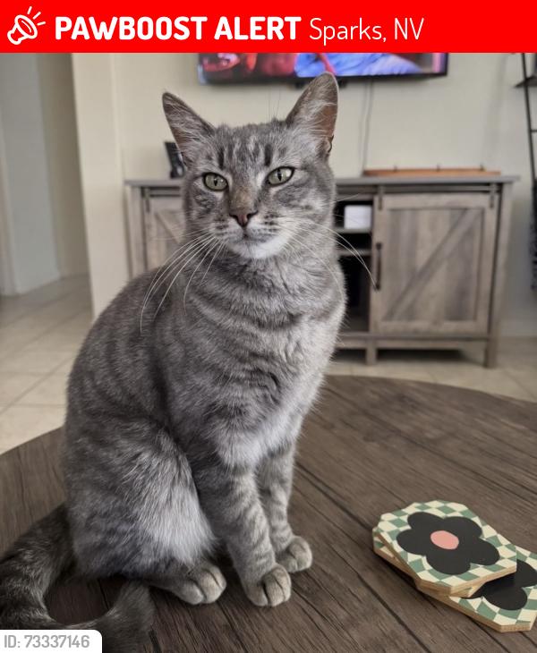 Lost Female Cat last seen Spanish springs high school, Sparks, NV 89436