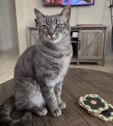 Lost Female Cat last seen Spanish springs high school, Sparks, NV 89436
