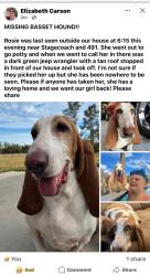 Reunited Female Dog last seen Near and 491, Homosassa, FL 34446