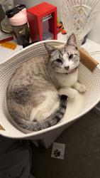 Lost Female Cat last seen Near E Princeton Dr Sandy Utah, Sandy, UT 84070