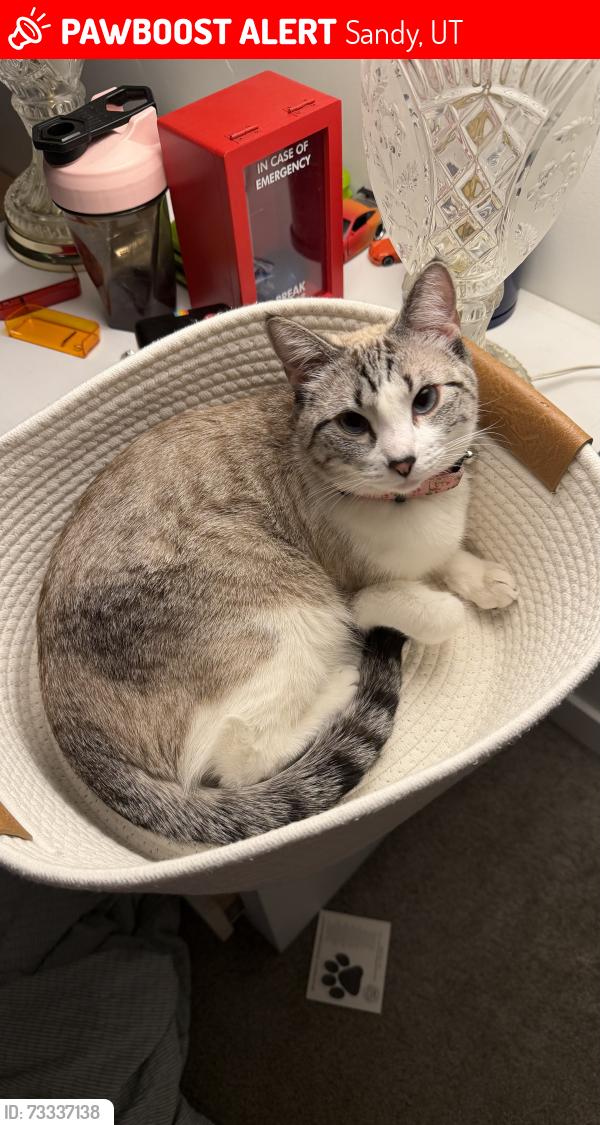 Lost Female Cat last seen Near E Princeton Dr Sandy Utah, Sandy, UT 84070