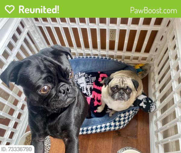 Reunited Male Dog last seen Near Calle Carrillo, San Dimas, CA 91773, USA, San Dimas, CA 91773