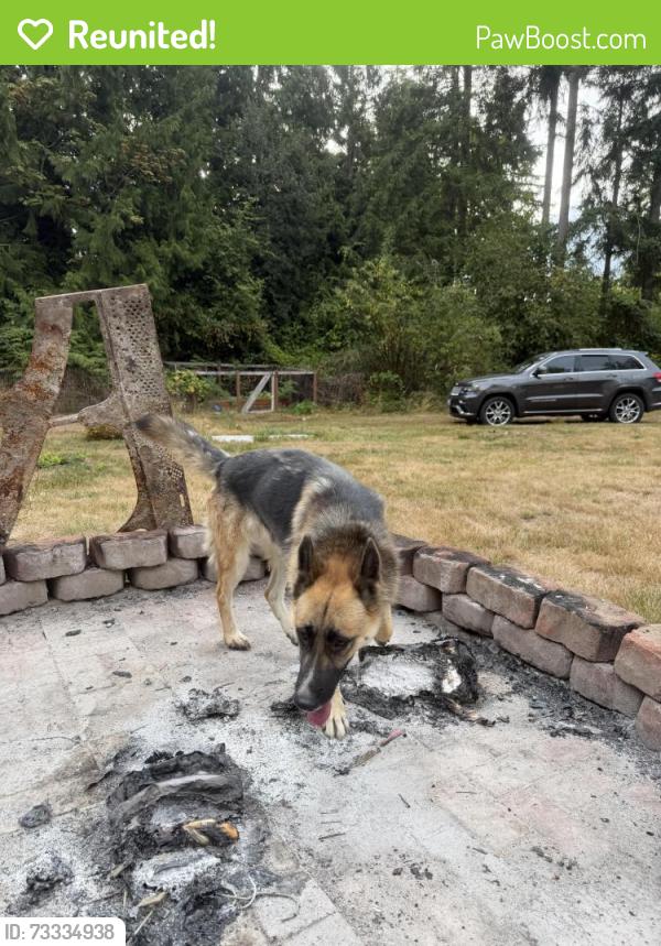 Reunited Unknown Dog last seen Near WA-410, Bonney Lake, WA 98391, USA, Bonney Lake, WA 98391