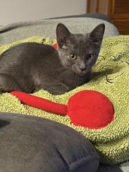 Found/Stray Female Cat last seen Gallant fox terrace, Guthrie, OK 73044