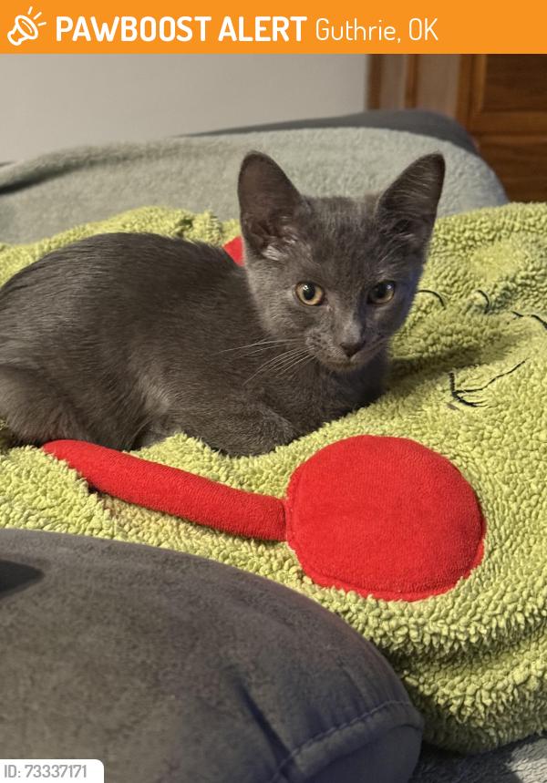 Found/Stray Female Cat last seen Gallant fox terrace, Guthrie, OK 73044