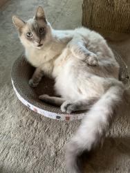 Lost Male Cat last seen Pearl Ave., San Jose, CA 95136