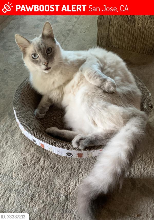 Lost Male Cat last seen Pearl Ave., San Jose, CA 95136
