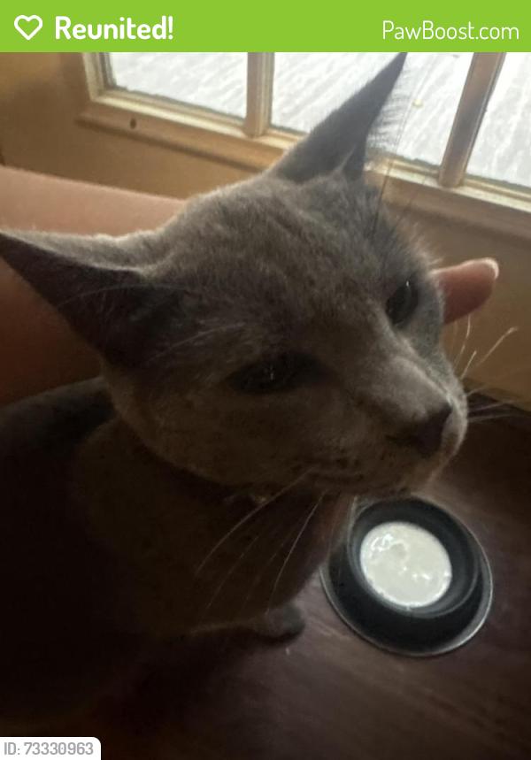Reunited Male Cat last seen Albany st, Fredericksburg, VA 22407