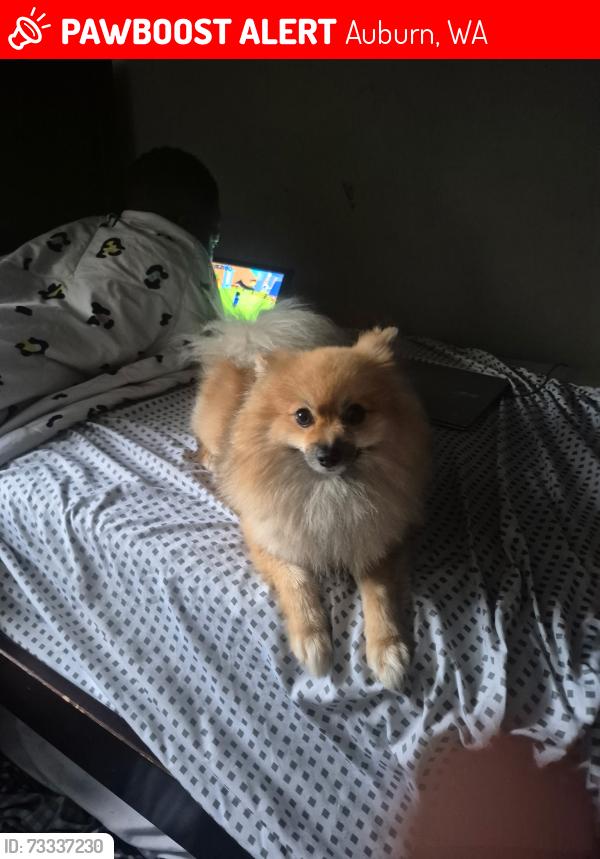 Lost Male Dog last seen S 298th St 33RD AVE S, Auburn, WA 98001