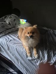 Lost Male Dog last seen S 298th St 33RD AVE S, Auburn, WA 98001