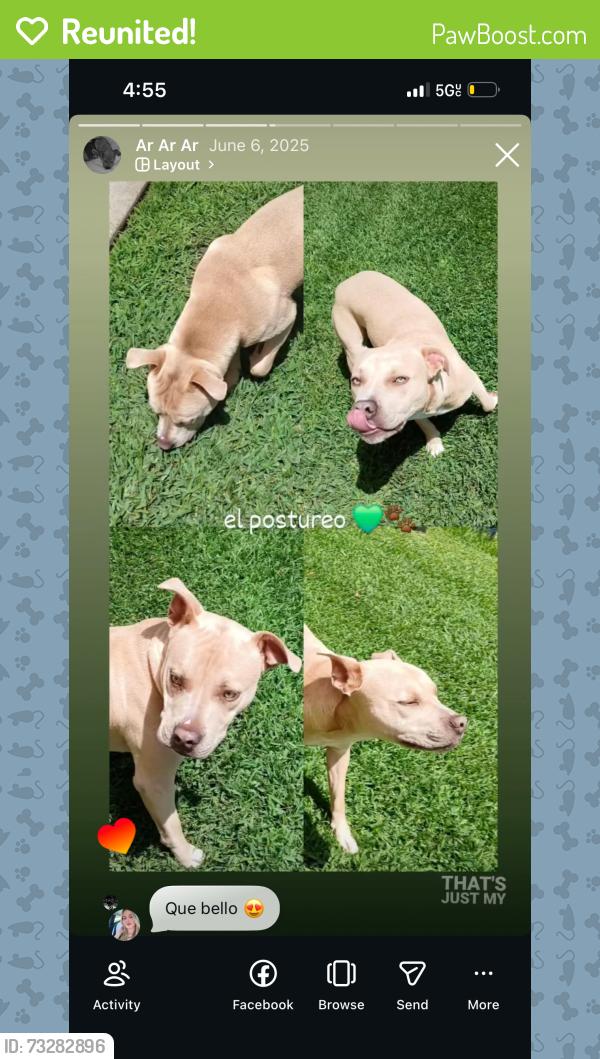 Reunited Male Dog last seen Near N Klondyke St, Tampa, FL 33604