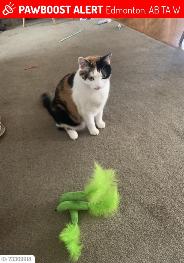 Lost Female Cat last seen Rowland Road, Edmonton, AB T6A 3W1