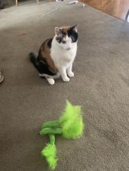 Lost Female Cat last seen Rowland Road, Edmonton, AB T6A 3W1