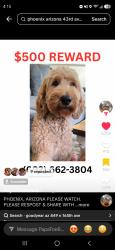 Lost Male Dog last seen 119th Ave & McDowell Rd, Avondale, AZ 85323