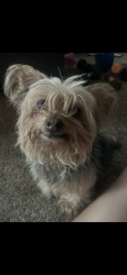 Lost Female Dog last seen Fargo ave, Hanford, CA 93230