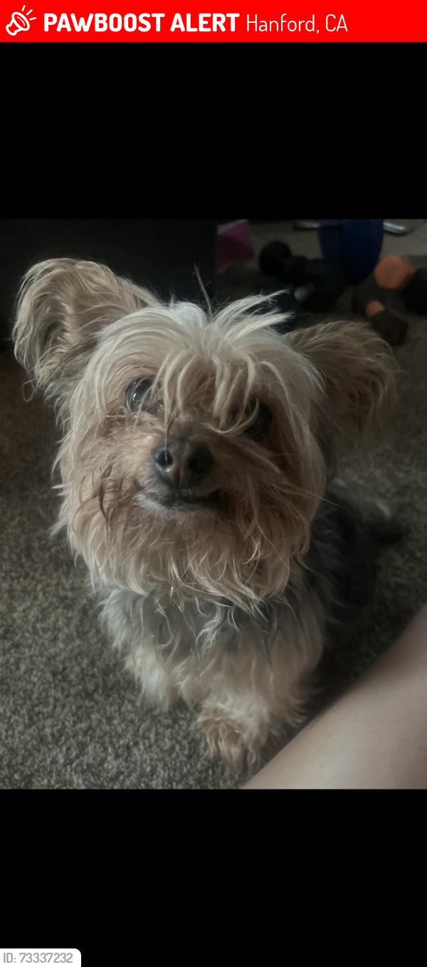 Lost Female Dog last seen Fargo ave, Hanford, CA 93230