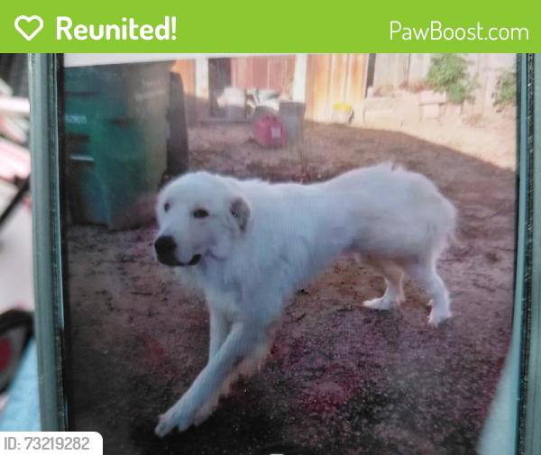 Reunited Male Dog last seen Near Eisenhauer Rd, San Antonio, TX 78218, USA, San Antonio, TX 78218