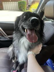 Reunited Male Dog last seen indian hill road near madison ville, Cincinnati, OH 45227