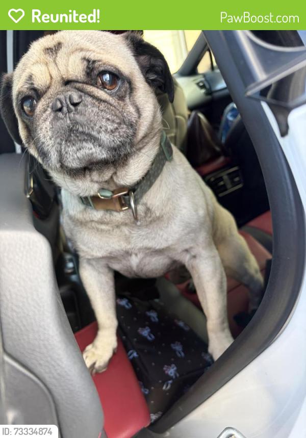 Reunited Male Dog last seen Madden Ave & N Capitol Ave, right by Calvary Catholic Cemetery, San Jose, CA 95131