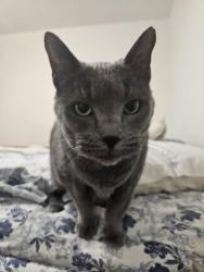 Reunited Male Cat last seen Between Olive and Laurel Streets, Hesperia, CA 92345