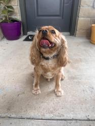 Reunited Male Dog last seen Avalon apmts, Georgetown, TX 78628