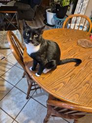 Lost Male Cat last seen Springcreek Parkway Cypress, Oklahoma City, OK 73170